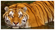 Corbett Wildlife Tour