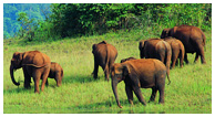 south india tour packages