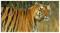 Rajasthan Wildlife Tour Packages