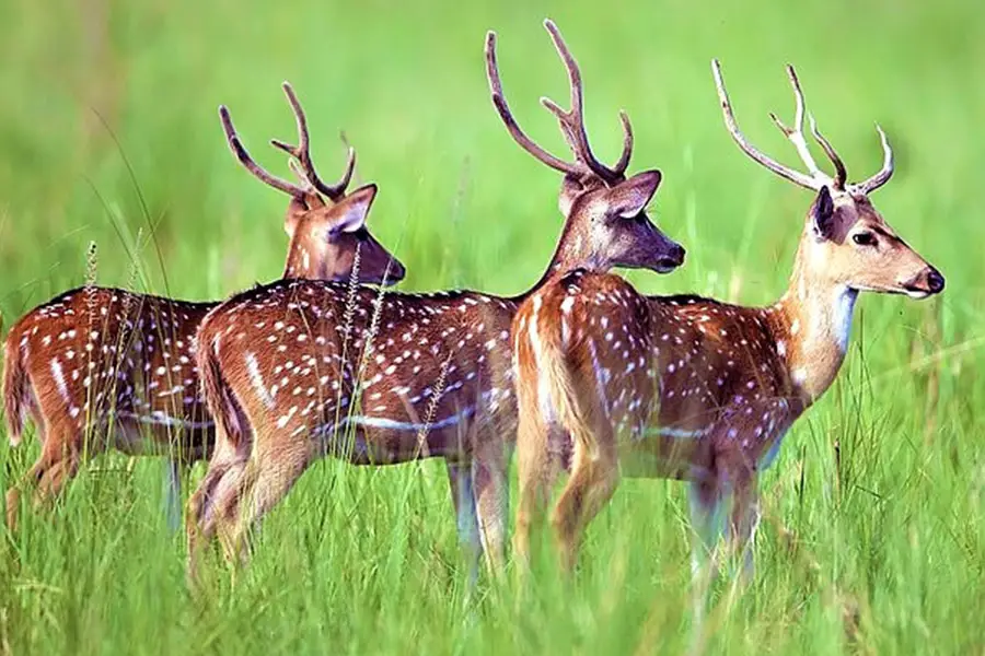 Corbett Wildlife Tour