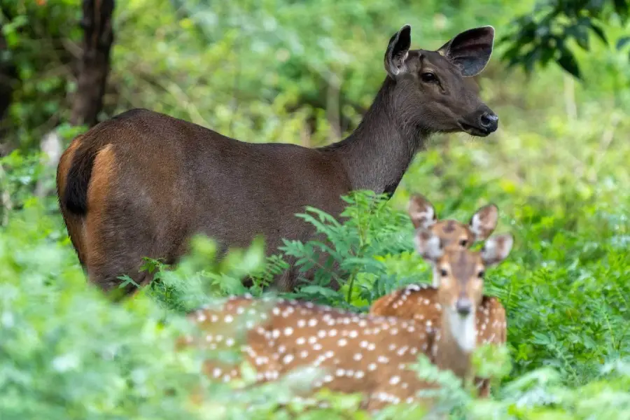 Karnataka Wild life tour