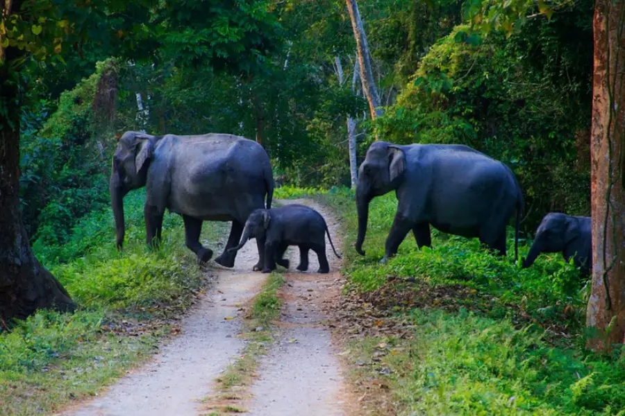 Kerala Wildlife Tour