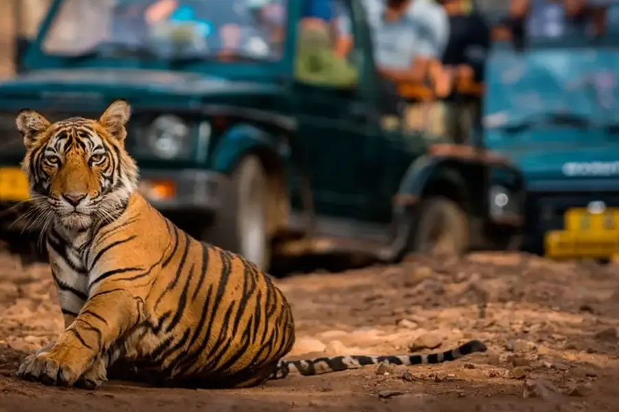 Rajasthan Wildlife Tour