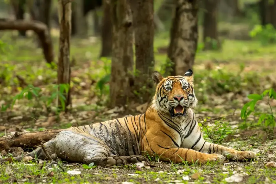 Rajasthan wildlife with Khajuraho