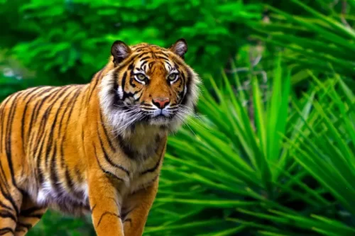 Wildlife Tour Packages